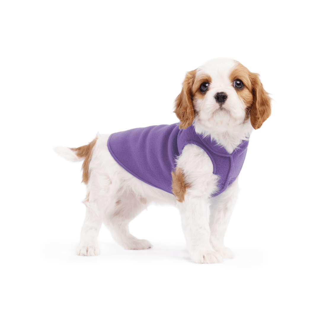 A cavalier puppy wearing a lavender stretch fleece on a white background