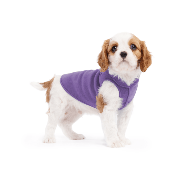 A cavalier puppy wearing a lavender stretch fleece on a white background
