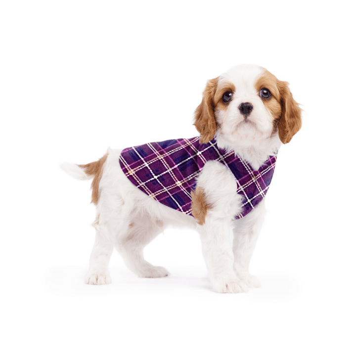 A cavalier puppy wearing a mulberry purple plaid stretch fleece on a white background