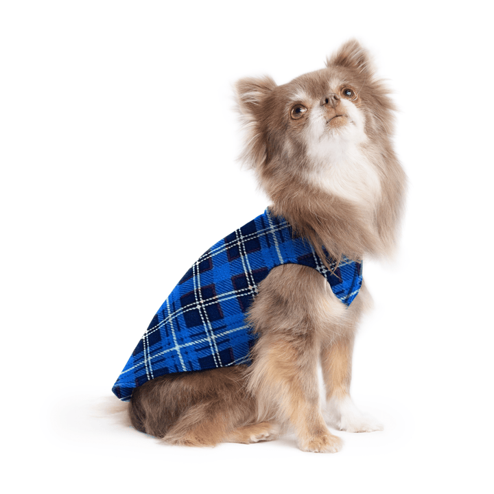 A long haired chihuahua wearing a blue plaid stretch fleece on a white background