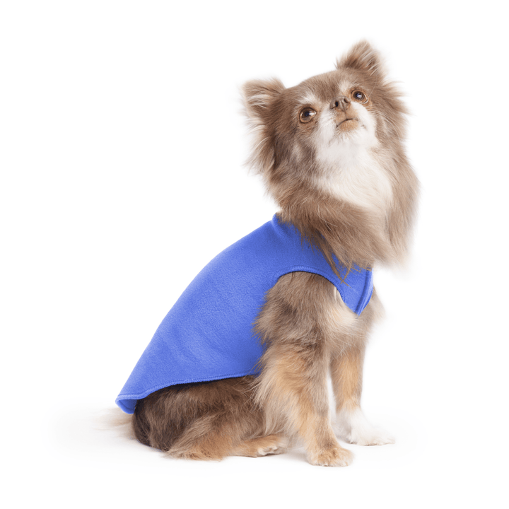 A long haired chihuahua wearing a cornflower blue stretch fleece on a white background