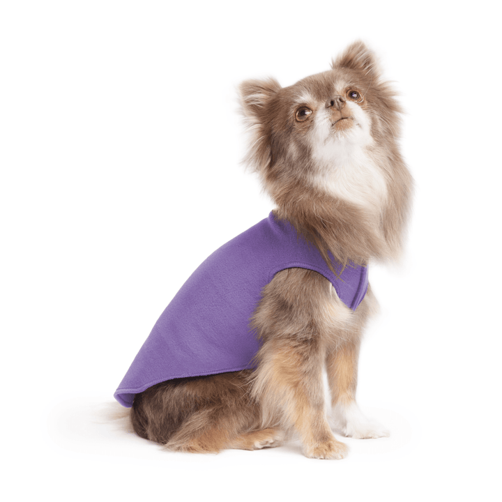 A long haired chihuahua wearing a lavender stretch fleece on a white background