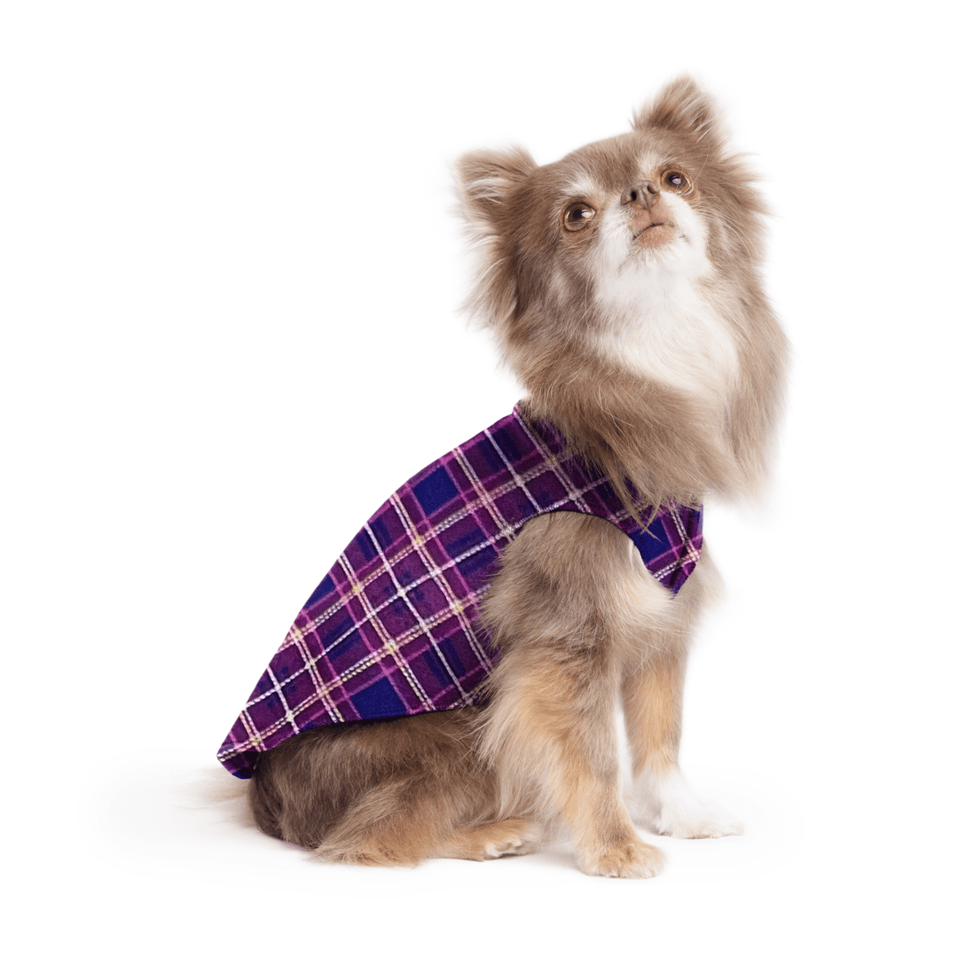 A long haired chihuahua wearing a purple mulberry plaid stretch fleece on a white background