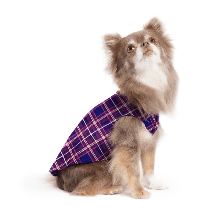 A long haired chihuahua wearing a purple mulberry plaid stretch fleece on a white background