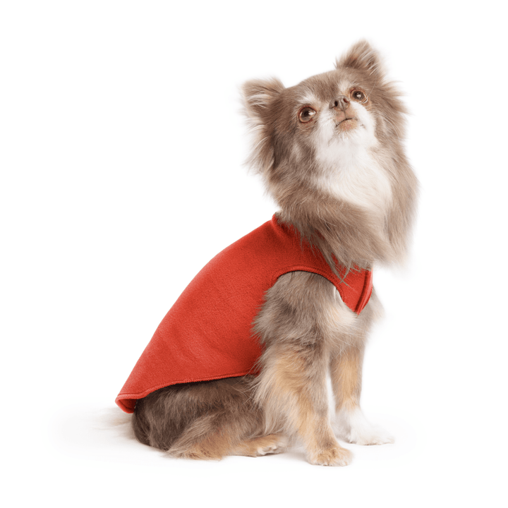 A long haired chihuahua wearing a paprika stretch fleece on a white background