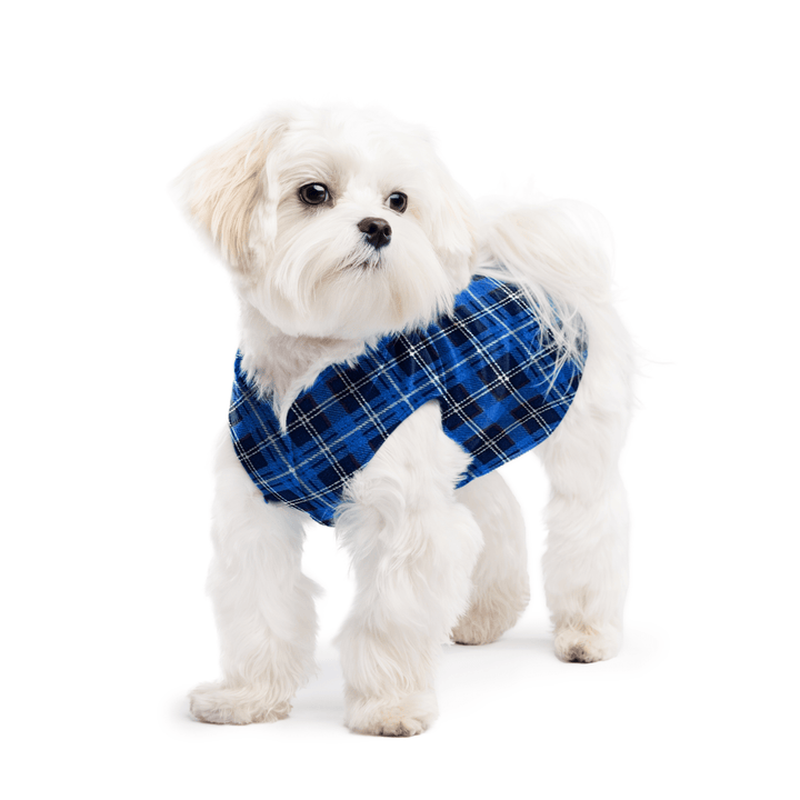 A white maltese dog wearing a blue plaid stretch fleece on a white background