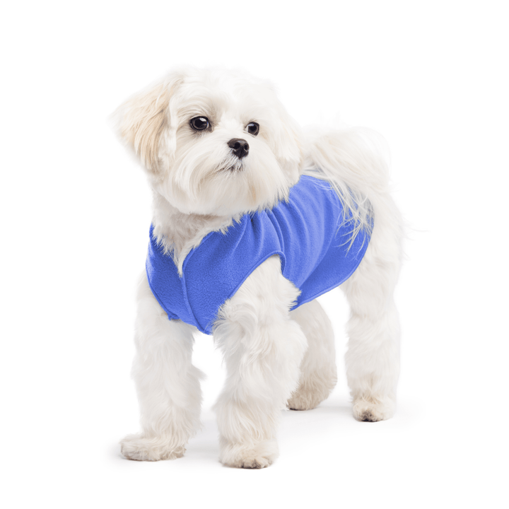 A white maltese dog wearing a cornflower blue stretch fleece on a white background