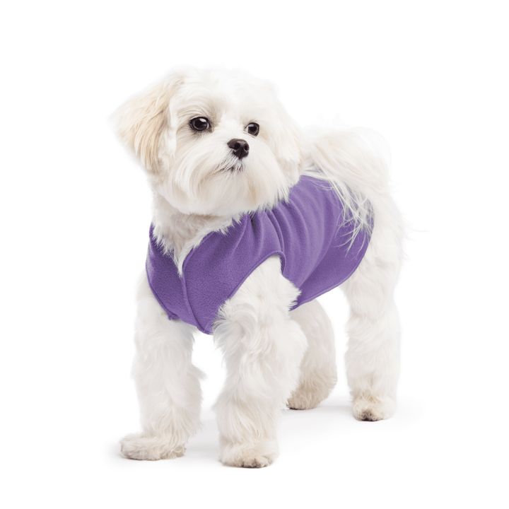 A white maltese dog wearing a lavender stretch fleece on a white background