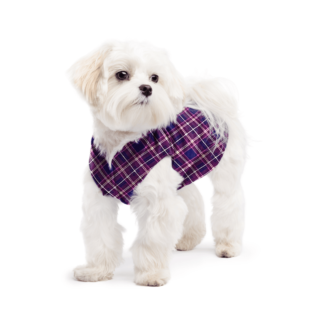 A white maltese dog wearing a mulberry plaid stretch fleece on a white background