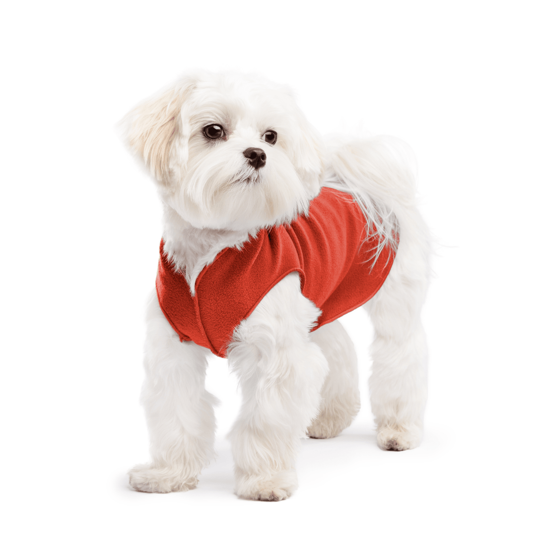 A white maltese dog wearing a paprika stretch fleece on a white background
