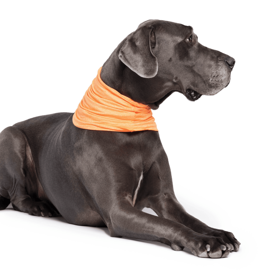 A Great Dane lays wearing a Neon Orange Sun Snood around its neck in front of a white background