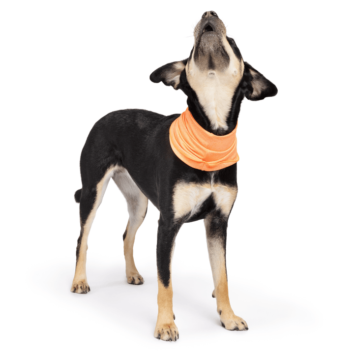 A black and tan dog stands wearing a Neon  Orange Sun Snood around its neck in front of a white background