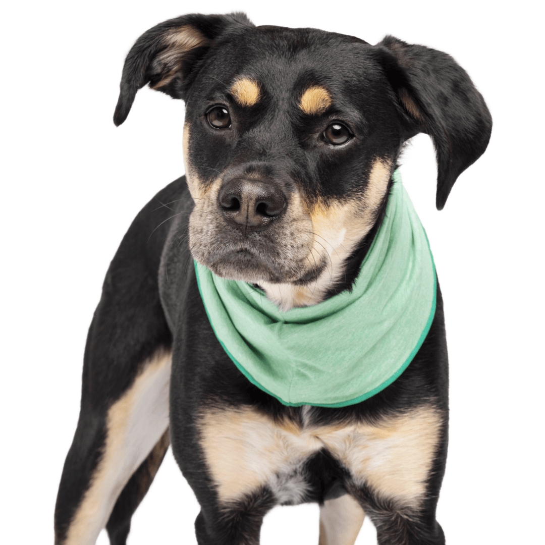 A black and tan dog stands wearing a Pistachio green Sun Snood around its neck in front of a white background