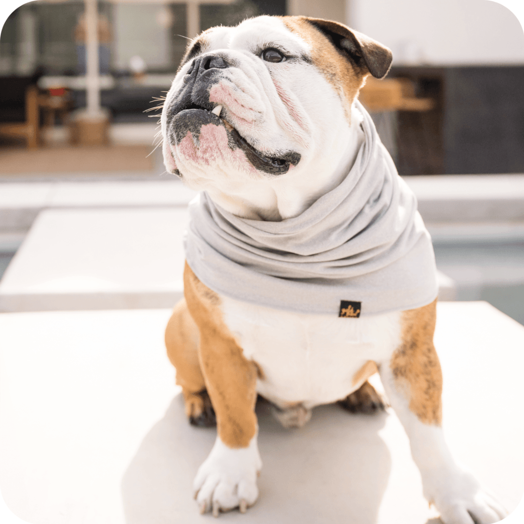 An English Bulldog sitting on a patio, wearing a pebble grey sun snood