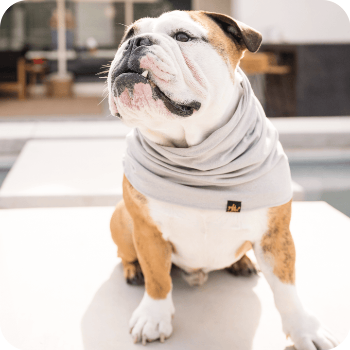 An English Bulldog sitting on a patio, wearing a pebble grey sun snood