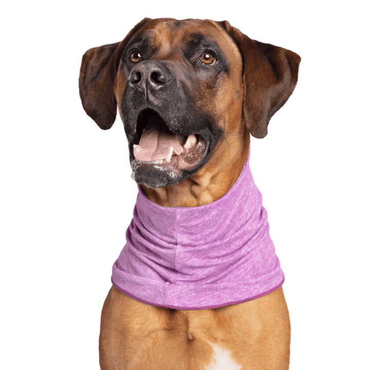 A Rhodesian Ridgeback sits wearing a Violet Sun Snood around its neck in front of a white background