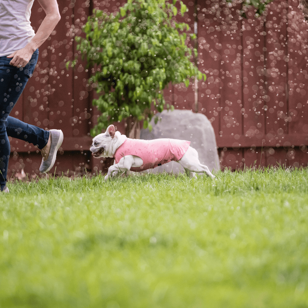 A French Bulldog is wearing a coral pink sun tee while running with its owner on the grass