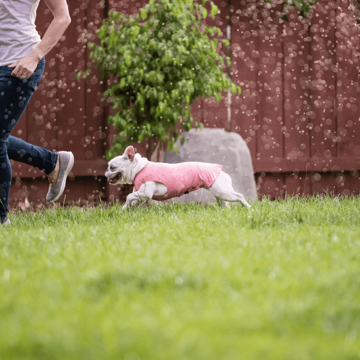 A French Bulldog is wearing a coral pink sun tee while running with its owner on the grass