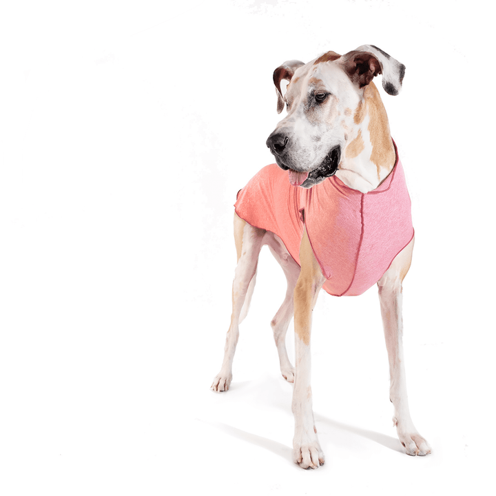 A Great Dane stands while wearing a coral pink sun tee in front of a white background