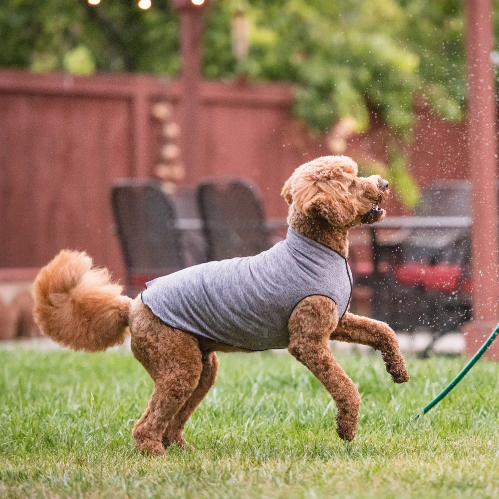 A dog stands wearing a dark grey Sun Tee in a yard playing with a hose