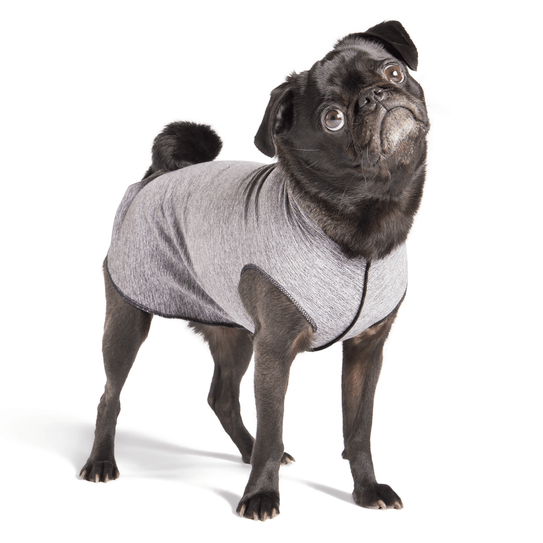 A pug stands wearing a dark grey Sun Tee in front of a white background