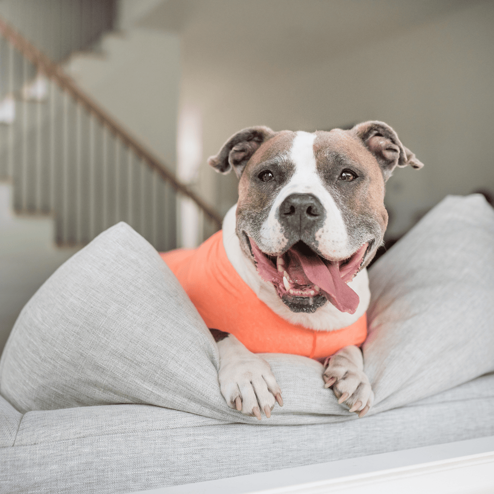 A dog lays panting on a couch while wearing a neon orange sun tee