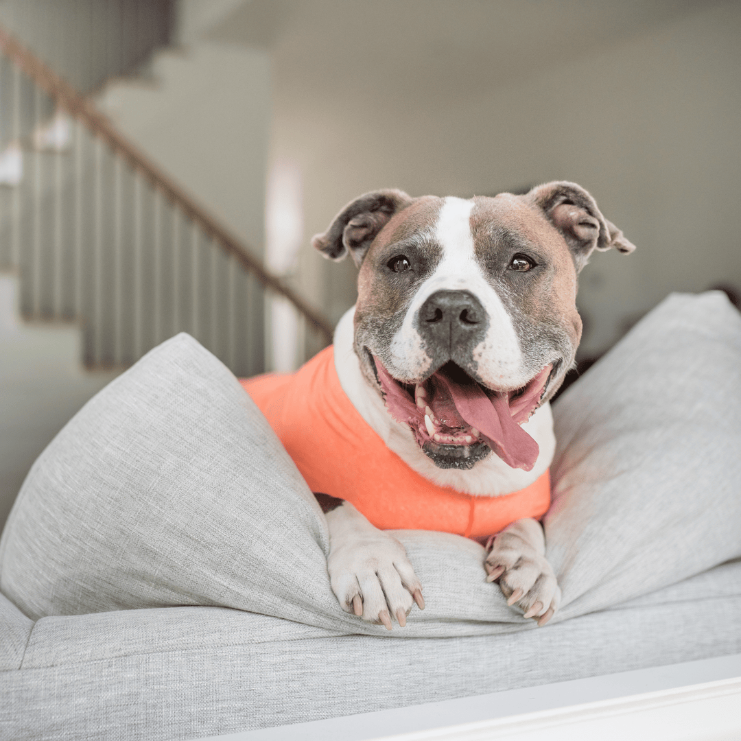 A dog lays panting on a couch while wearing a neon orange sun tee