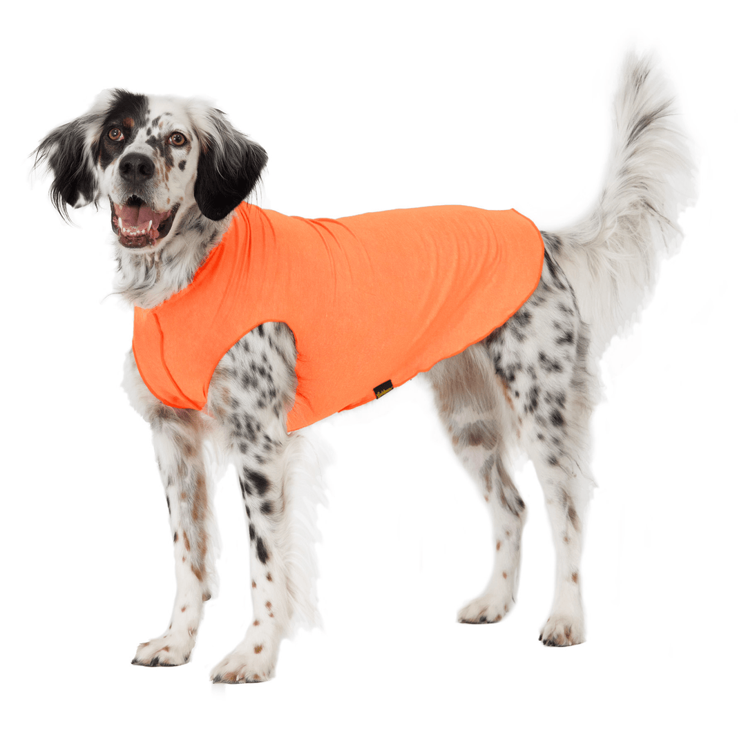 A setter stands while wearing an orange sun tee in front of a white background