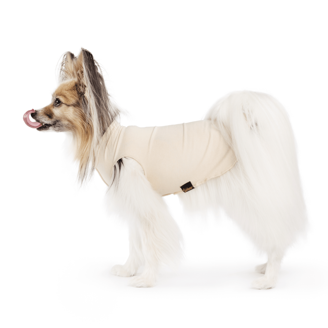 A Papillon standing wearing a sand tan Sun Tee in front of a white background