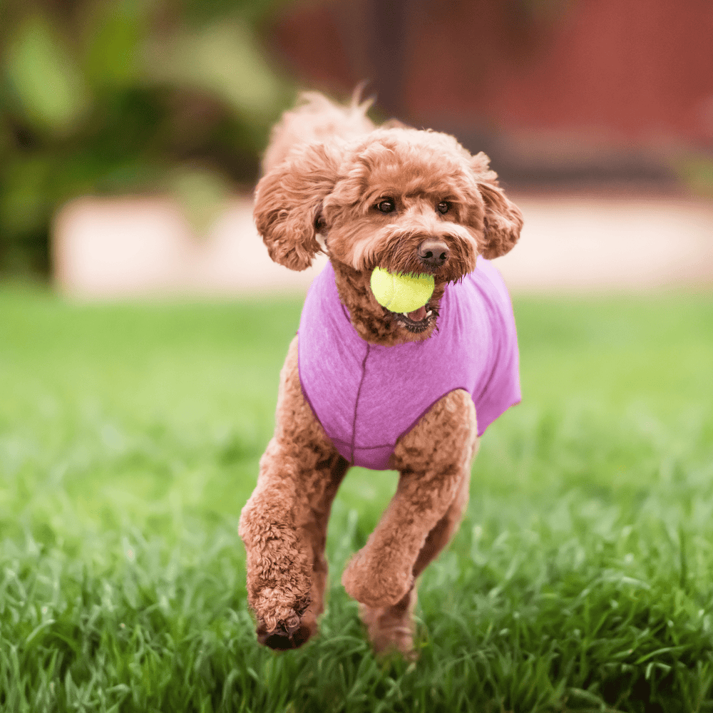 A doodle type dog is running in the grass with a ball in its mouth while wearing a violet sun tee