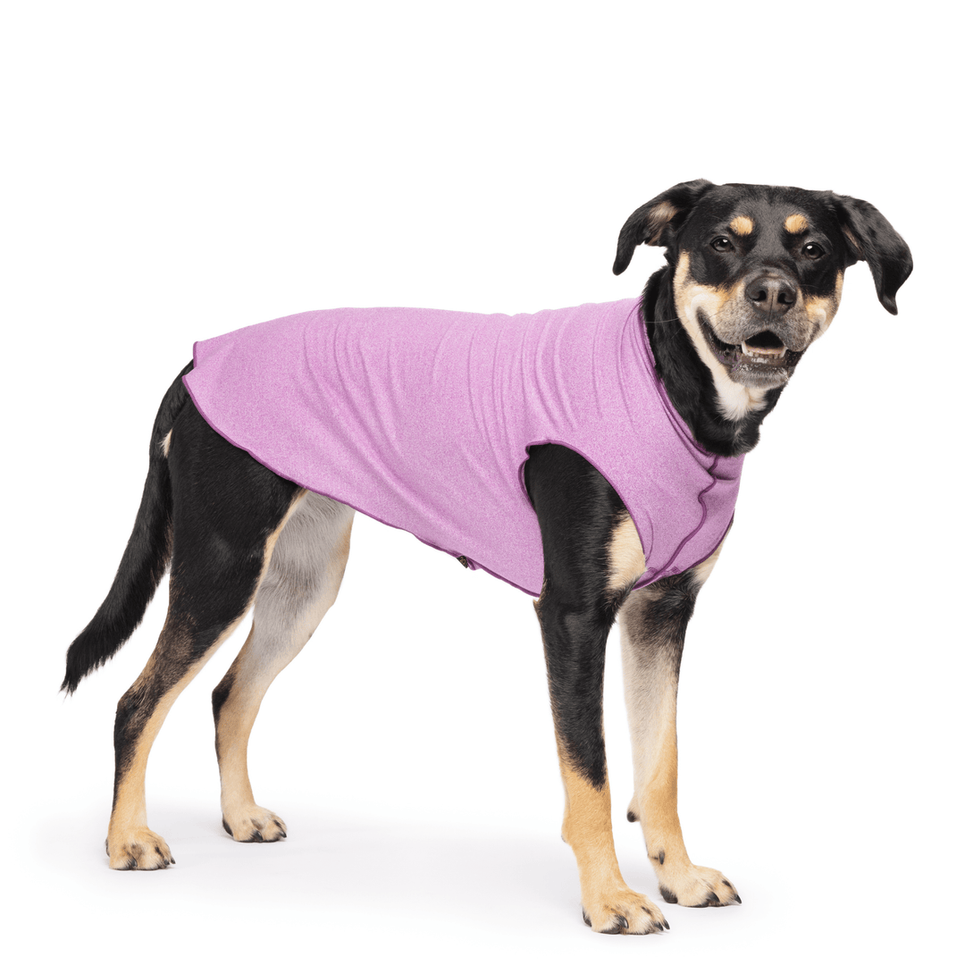 A black and tan dog standing and wearing a violet sun tee in front of a white background