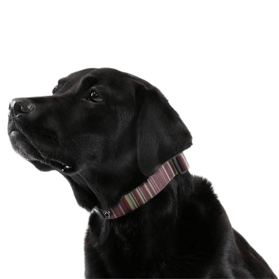 A dog wears a brown striped print Swiftlock collar on a white background