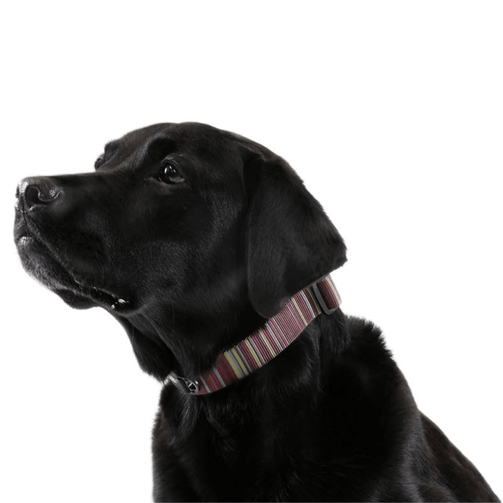 A dog wears a brown striped print Swiftlock collar on a white background