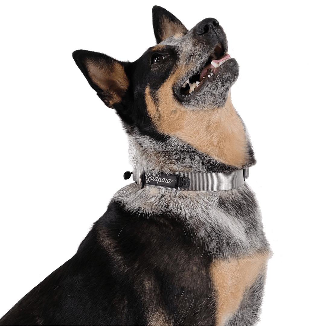 A dog wears a grey swiftlock collar on a white background