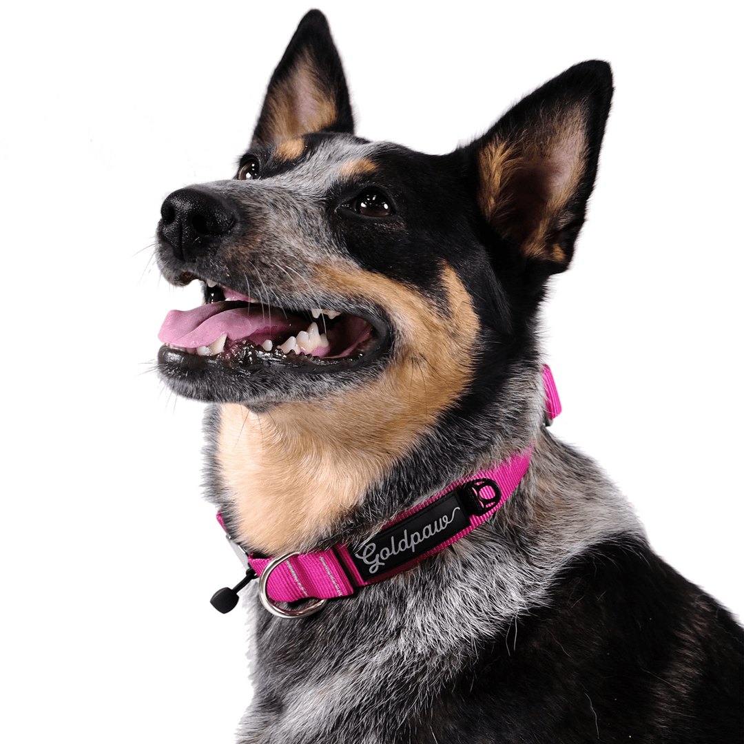 A dog wears a pink swiftlock collar on a white background