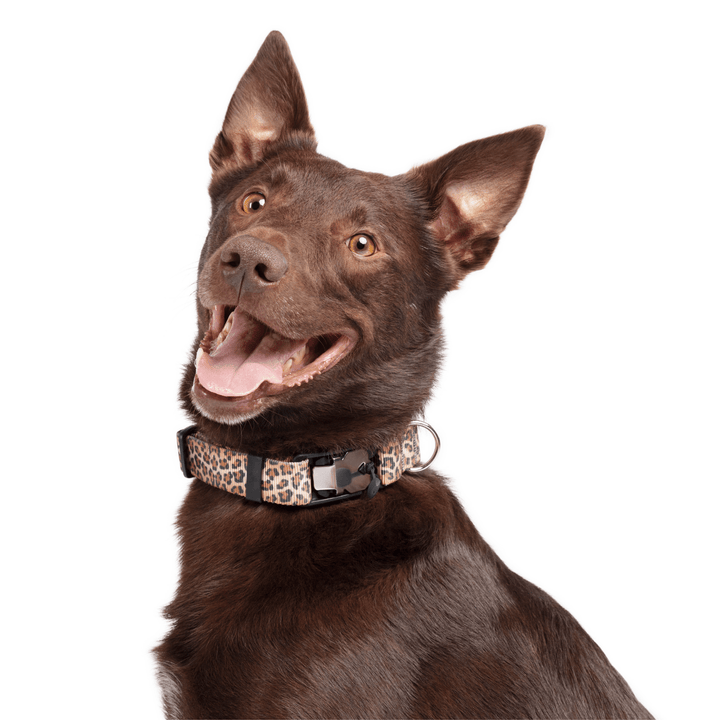 A dog wears a leopard print swiftlock collar on a white background