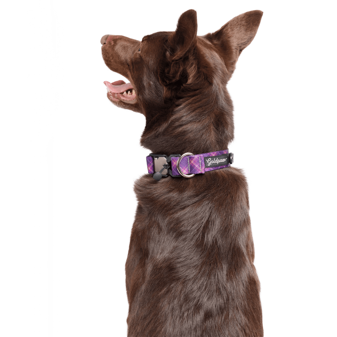 A dog wears a mulberry plaid print swiftlock collar on a white background