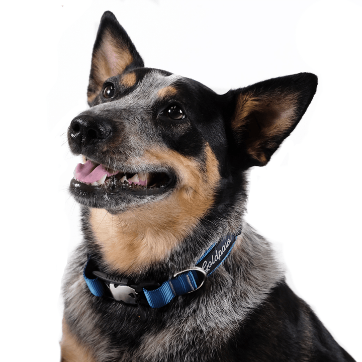 A dog wears a blue swiftlock collar on a white background