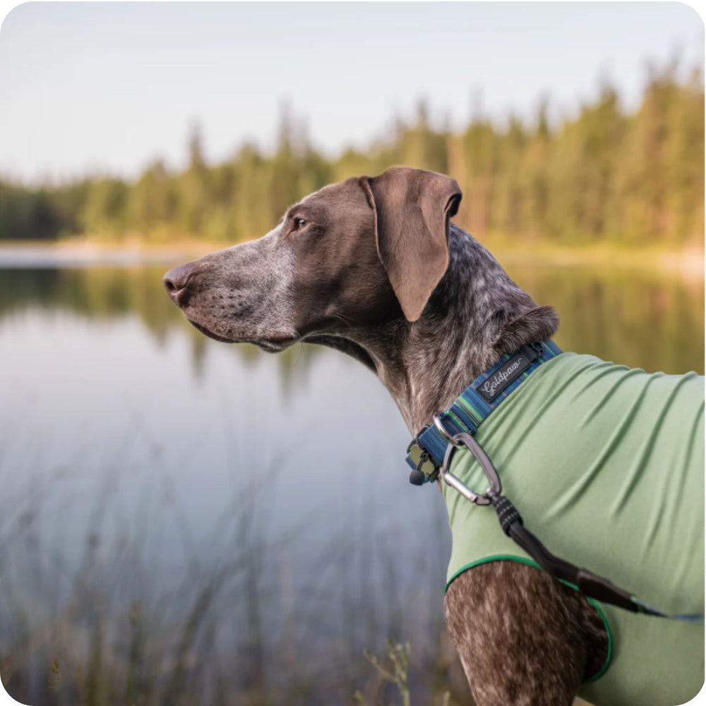 A German Shorthaired Pointer stands wearing a blue striped collar and a pistachio green sun tee outside looking over a lake