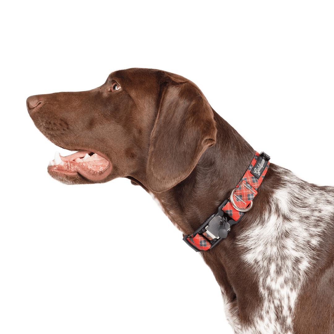 A dog wears a red plaid print swiftlock collar on a white background