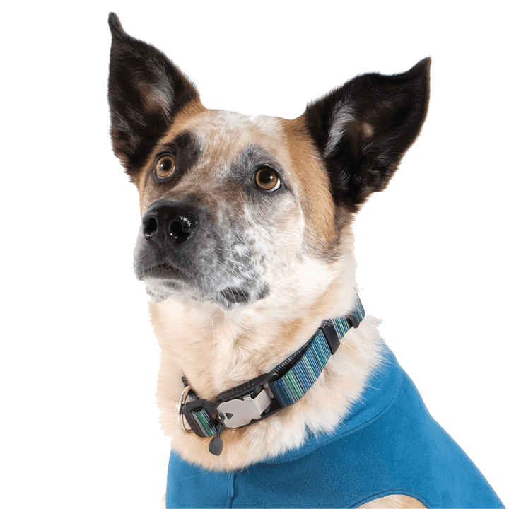 A dog wears a blue striped print swiftlock collar and a marine blue stretch fleece on a white background