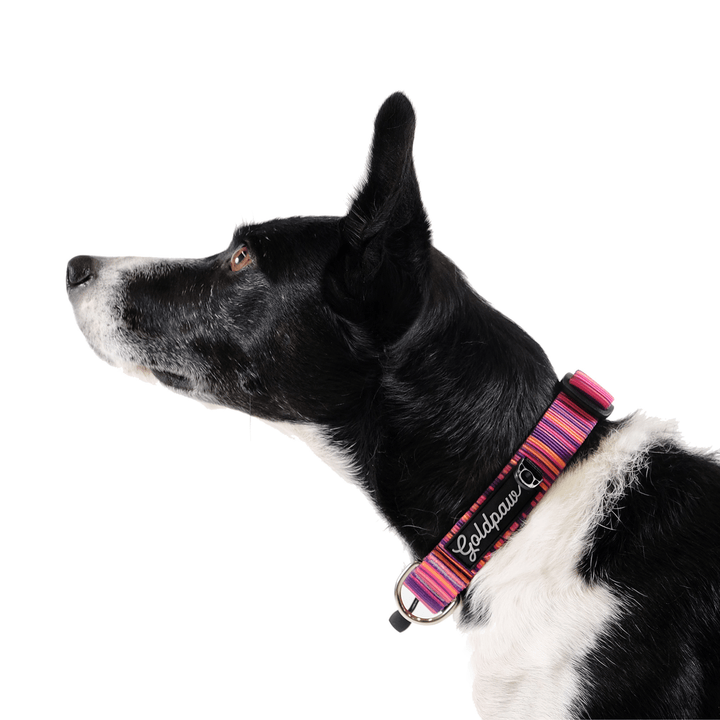 A dog wears a pink striped print swiftlock collar on a white background