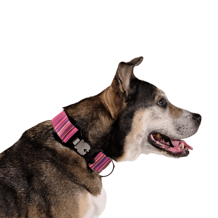 A dog wears a  pink striped print swiftlock collar on a white background