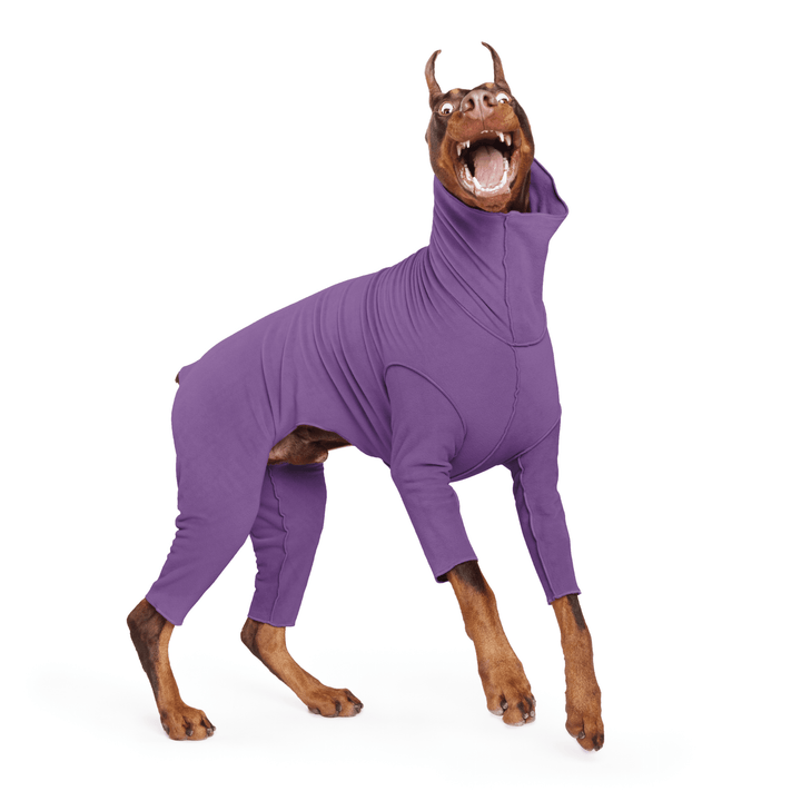 A Doberman jumps wearing a huckleberry purple Signature Suit in front of a white background