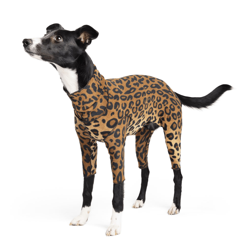 A dog stands wearing a leopard Signature Suit in front of a white background