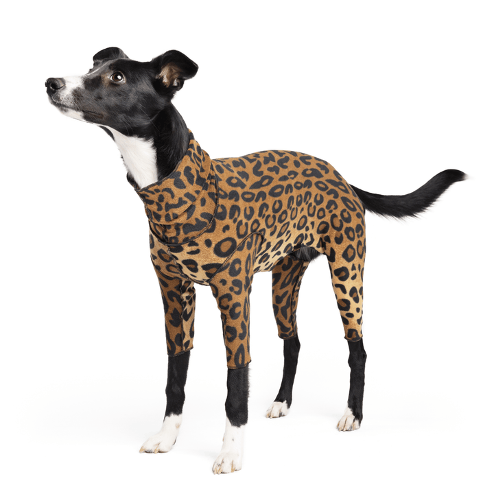 A dog stands wearing a leopard Signature Suit in front of a white background