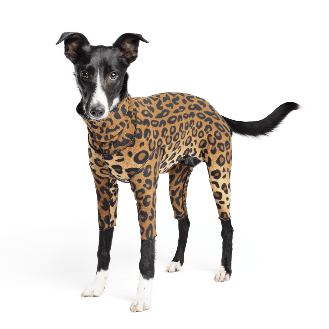A dog stands wearing a leopard Signature Suit in front of a white background