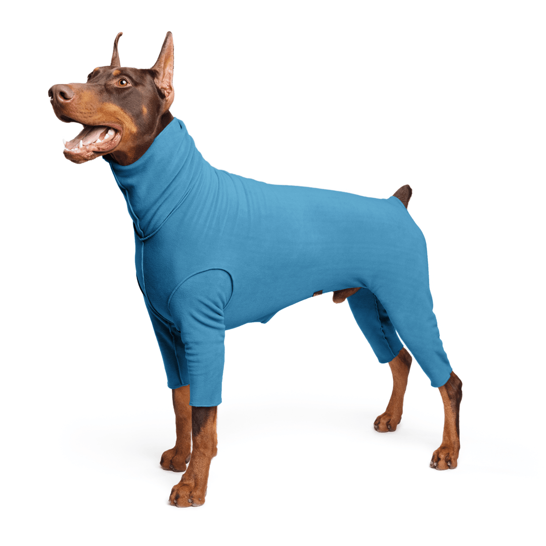 A Doberman stands wearing a marine blue Signature Suit in front of a white background