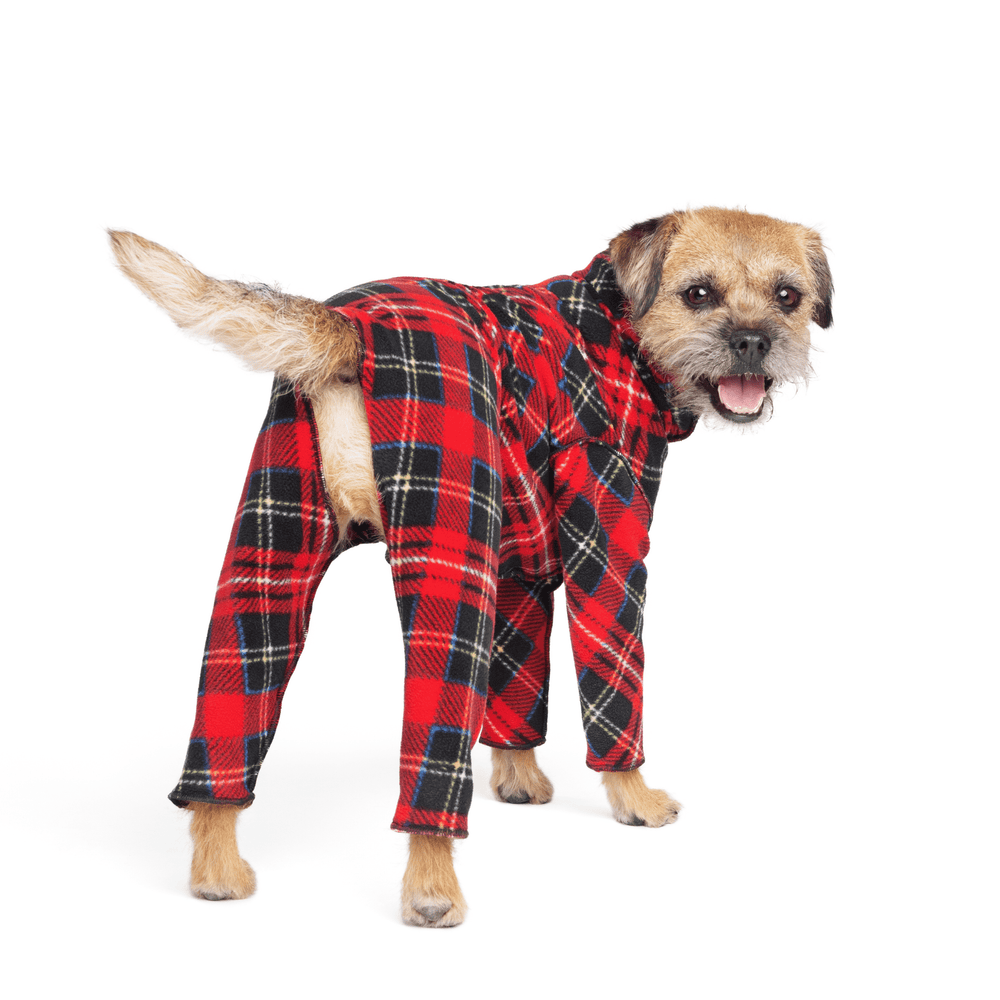 A Border terrier stands wearing a red plaid Signature Suit in front of a white background