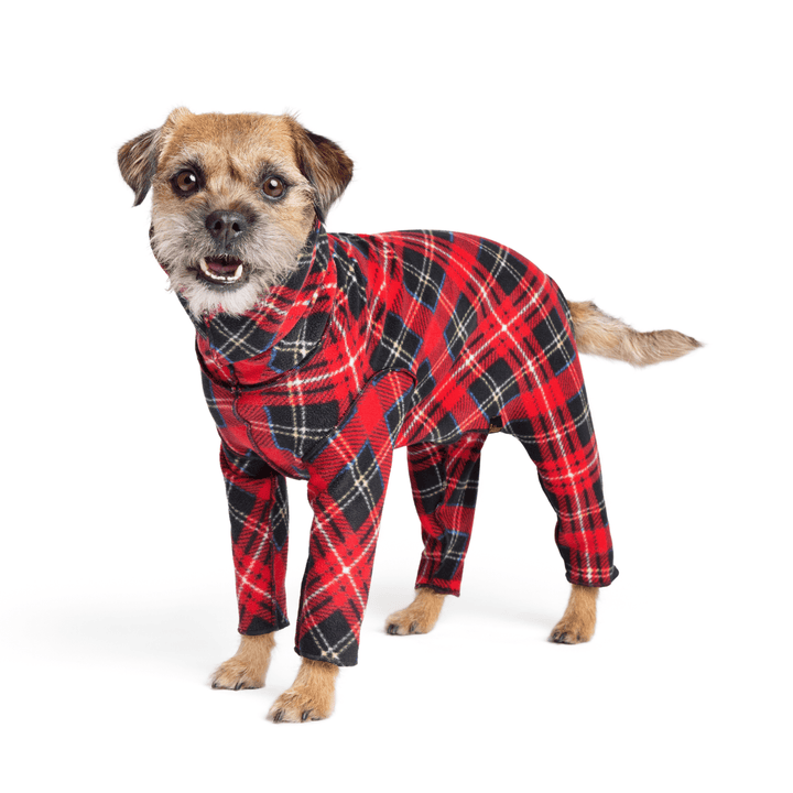 A Border terrier stands wearing a red plaid Signature Suit in front of a white background